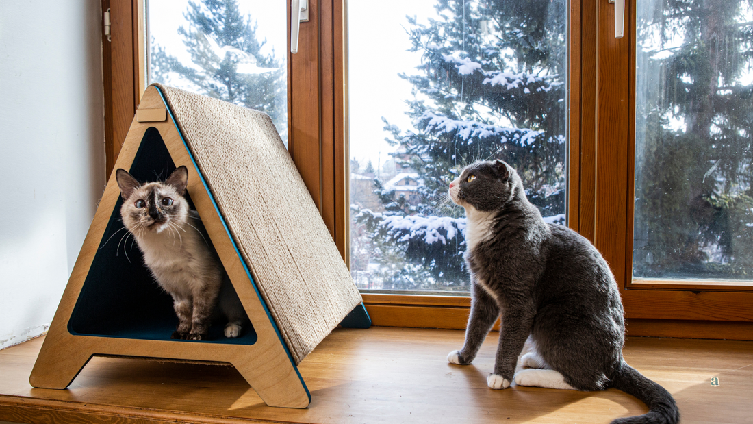 Consejos para encontrar la vivienda ideal si tienes mascotas