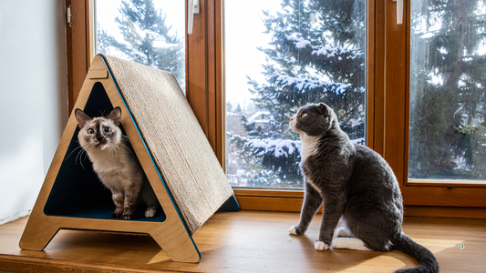 Consejos para encontrar la vivienda ideal si tienes mascotas