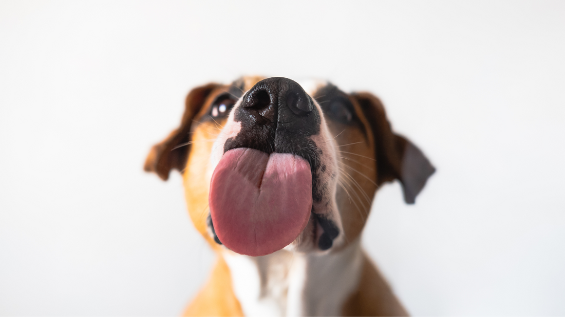 ¿Que Revela la Lengua de tu Perro sobre su Salud?