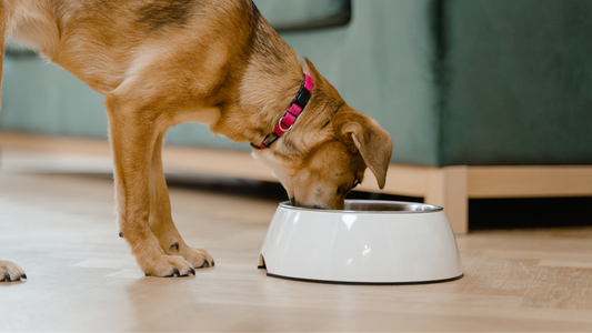 Toxinas que podrías encontrar en la comida ultraporcesada de tu mascota