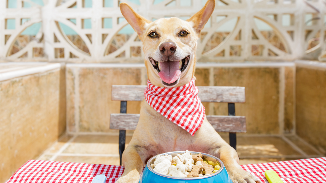 Superalimentos Naturales para tu Perro: Legumbres, Granos y Semillas