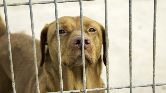 Cortisol en Perros: Qué Es y Cómo Impacta a Aquellos que Viven en Refugios