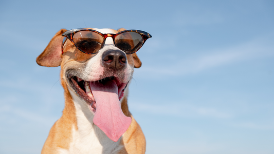 Cómo proteger a tu perro del golpe de calor en verano